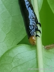 Catoria sublavaria