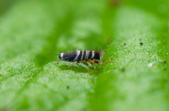 Entomobrya superba