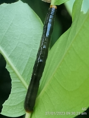 Catoria sublavaria