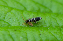Entomobrya superba