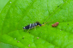 Entomobrya superba