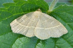 Trisateles emortualis