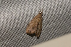 Crocidolomia suffusalis