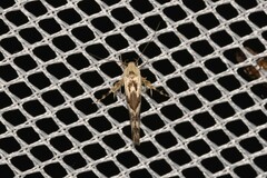 Stathmopoda melanochra