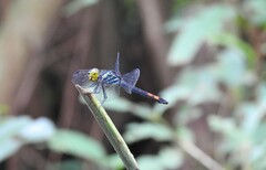 Agrionoptera sexlineata