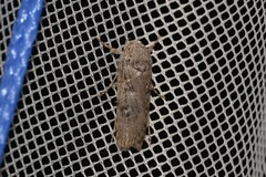 Cryptophasa irrorata