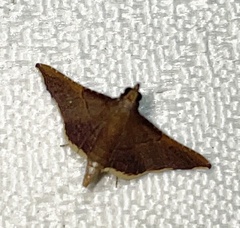 Endotricha mesenterialis