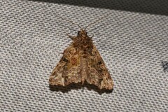 Callopistria rivularis