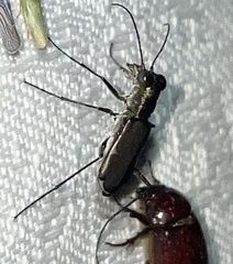 Myriochila semicincta