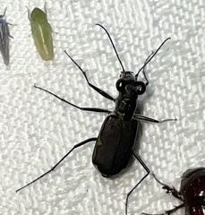 Myriochila semicincta