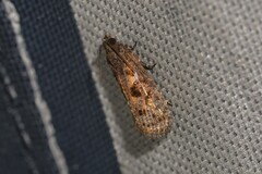 Cryptaspasma sordida