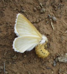 Phiala