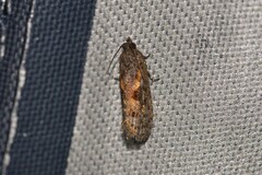 Cryptaspasma sordida