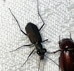 Myriochila semicincta