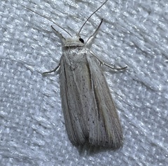 Prionopterina grammatistis