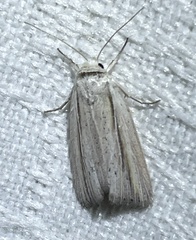 Prionopterina grammatistis