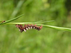 Acronicta rumicis