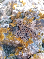 Placidium squamulosum