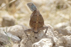 Agama anchietae
