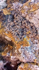 Placidium squamulosum