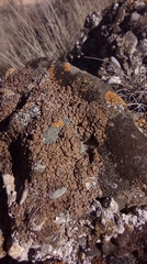 Placidium squamulosum