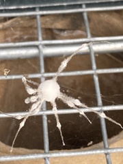 Engyodontium aranearum