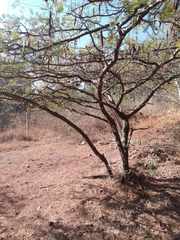 Vachellia pennatula