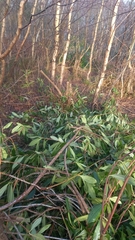Rhododendron ponticum