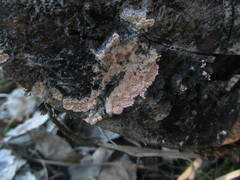 Corticium roseum