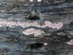 Corticium roseum