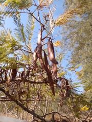 Vachellia pennatula