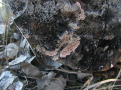 Corticium roseum