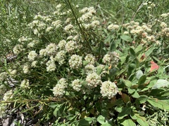 Eriogonum jamesii