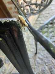 Naupactus xanthographus