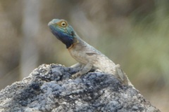 Agama aculeata