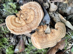 Trametes orientalis
