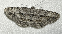 Psilalcis isombra