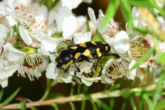Castiarina octospilota
