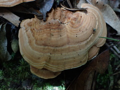 Trametes orientalis