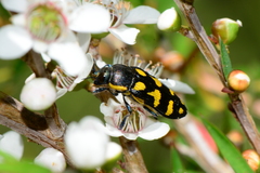 Castiarina octospilota