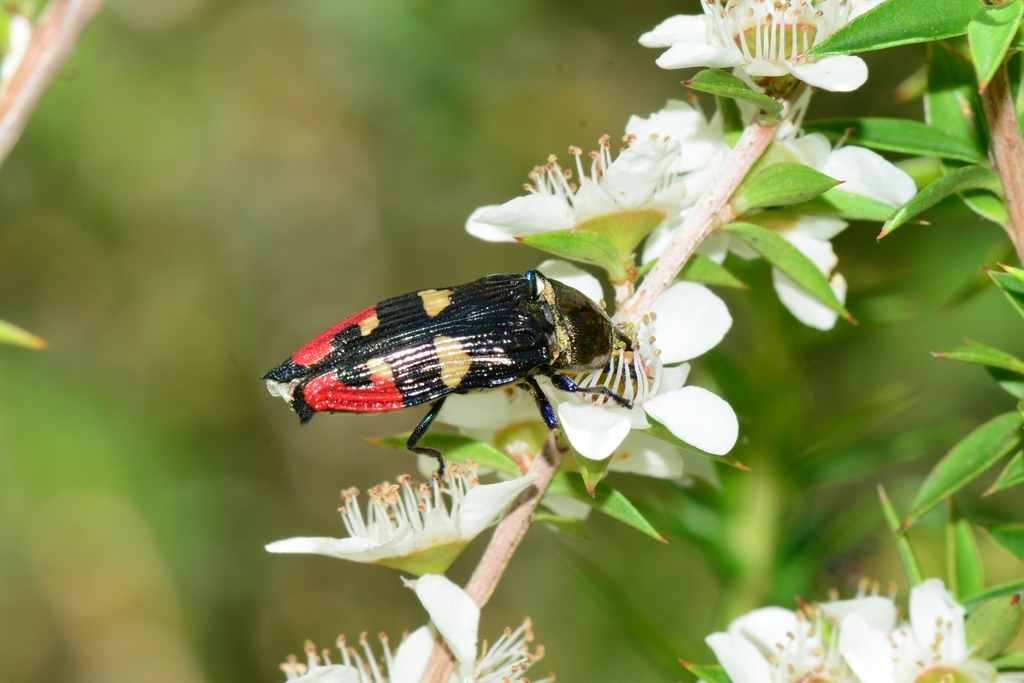 Castiarina insignis