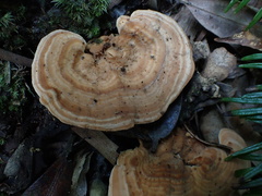 Trametes orientalis