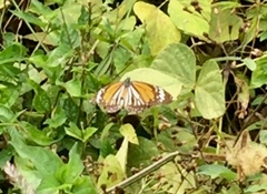 Danaus melanippus hegesippus