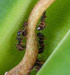 Dolichoderus thoracicus