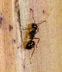 Dolichoderus thoracicus