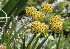 Bupleurum americanum