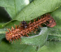 Dolichoderus thoracicus