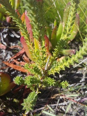 Erica ampullacea