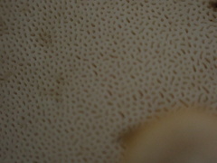 Trametes orientalis