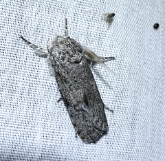 Cryptophasa irrorata